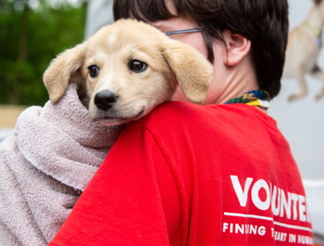 유기견 환경 개선 봉사